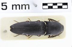 Foto (Dorsalansicht) von Sawadapenthes riesei (NHMW-ZOO-COL-0010265)